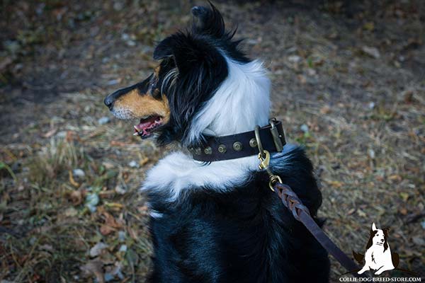 Collie brown leather collar of classy design with cones for stylish walks