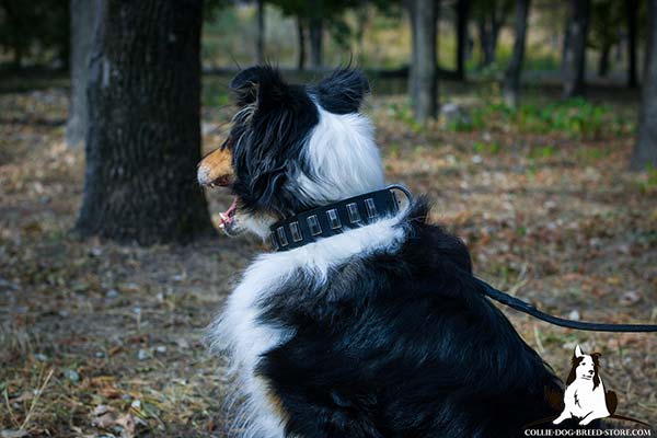 Collie black leather collar of high quality with handset plates for stylish walks