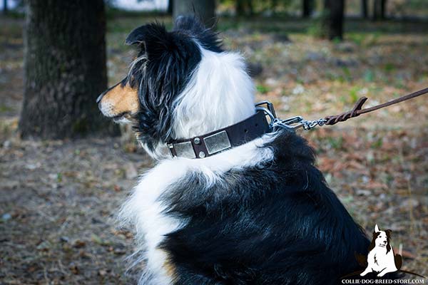 Collie brown leather collar of classic design with traditional buckle for any activity