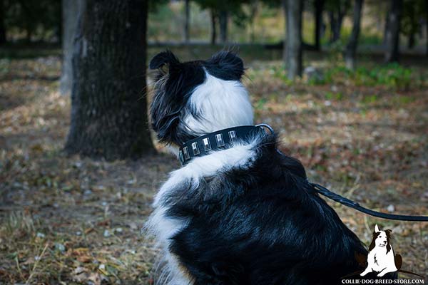 Collie black leather collar of classy design with traditional buckle for daily walks