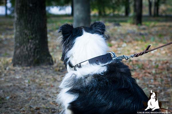 Collie brown leather collar of genuine materials with handset adornment for daily walks