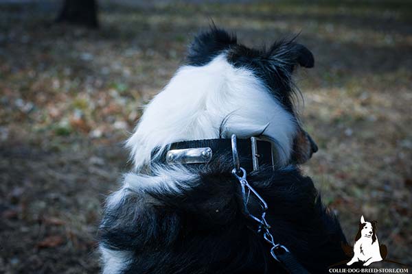 Collie nylon collar with rust-proof fittings for improved control