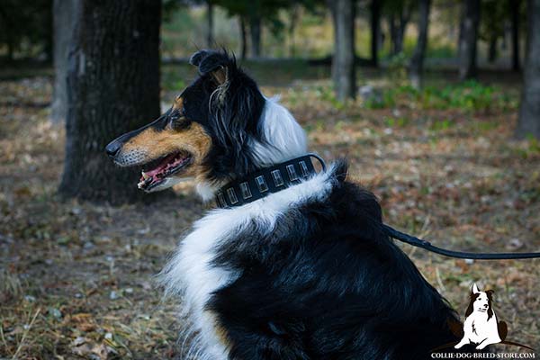 Awesome walking leather Collie collar with embossed plates