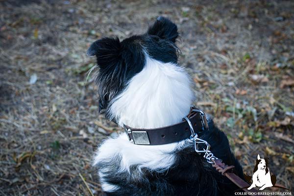 Leather Collie collar with durable nickel plated buckle