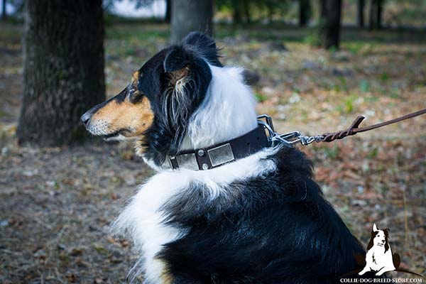 Noteworthy leather Collie collar with nickel plated cones and plates