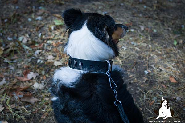 High quality leather Collie collar with rust-resistant hardware