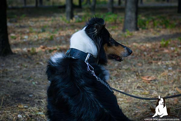 Reliable leather canine collar for Collie with nickel plated buckle