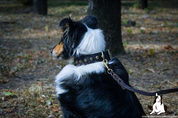 Sturdy leather dog collar for Collie with brass plated fittings