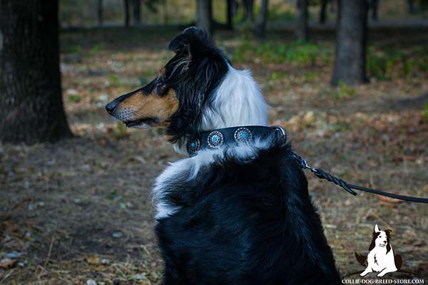 Adorned leather dog collar for Collie with incrusted conchos