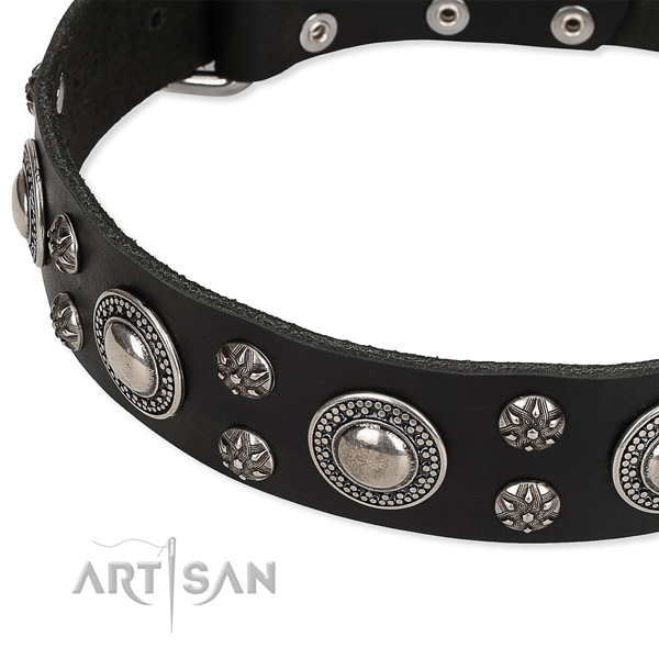 Comfy wearing decorated dog collar of strong genuine leather