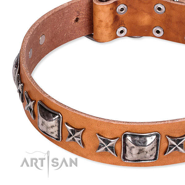 Everyday walking studded dog collar of top quality full grain natural leather