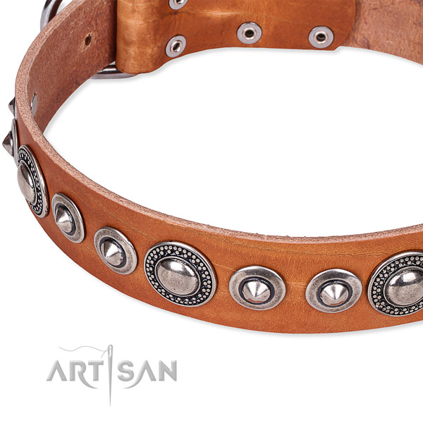Fancy walking studded dog collar of high quality full grain leather