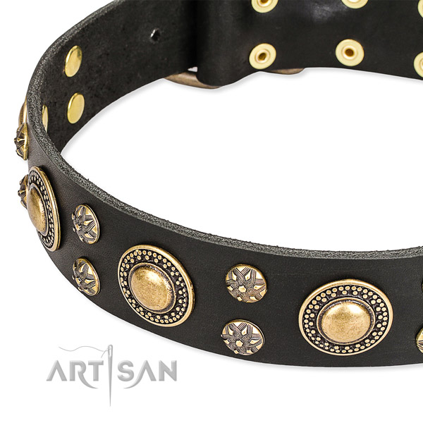 Walking studded dog collar of fine quality full grain natural leather