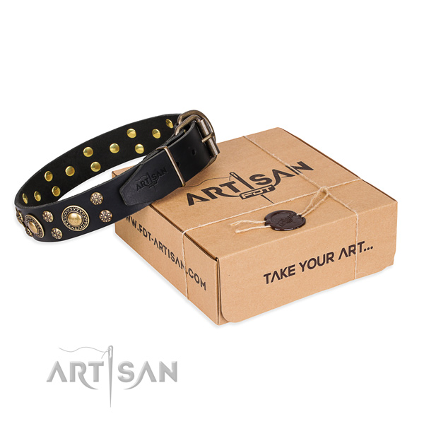 Everyday walking dog collar of quality natural leather with studs