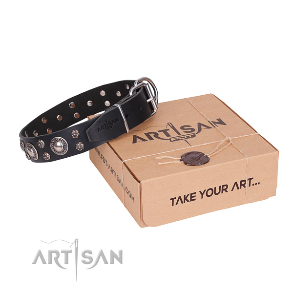 Fancy walking dog collar of strong full grain leather with adornments