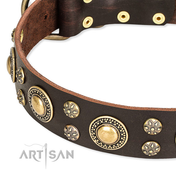 Everyday walking studded dog collar of fine quality genuine leather