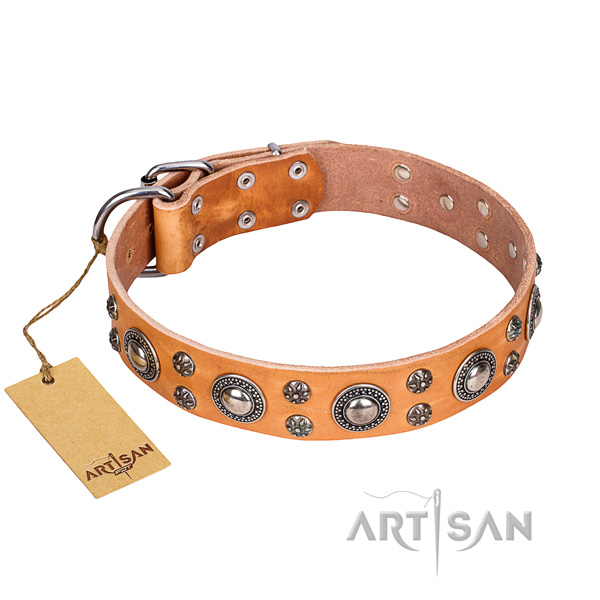 Daily walking dog collar of finest quality full grain leather with decorations