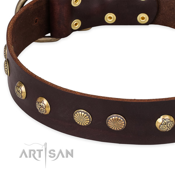Genuine leather collar with rust resistant buckle for your impressive canine