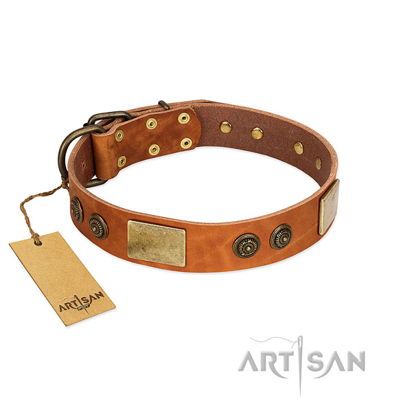 Unusual genuine leather dog collar for everyday walking