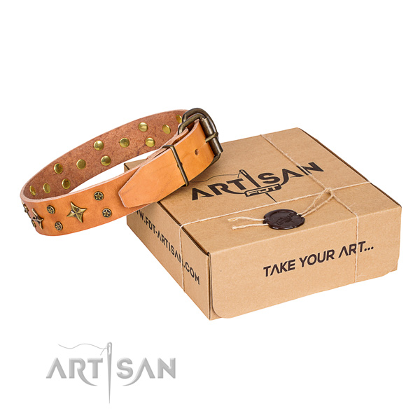 Walking dog collar of best quality full grain leather with studs