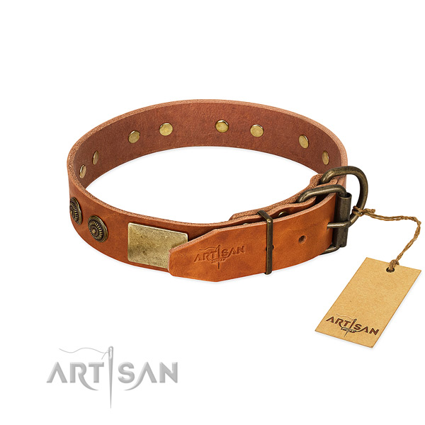 Corrosion proof traditional buckle on leather collar for walking your pet